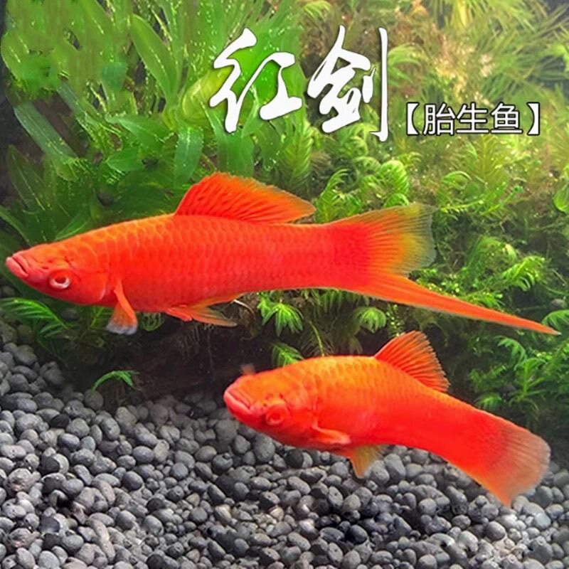 红剑鱼招财鱼适合新手养
