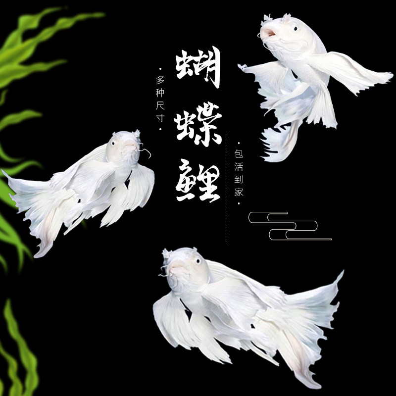 蝴蝶鲤观赏鱼活体冷水淡水鱼好养耐活纯种短身球体大鳍大尾活鱼苗