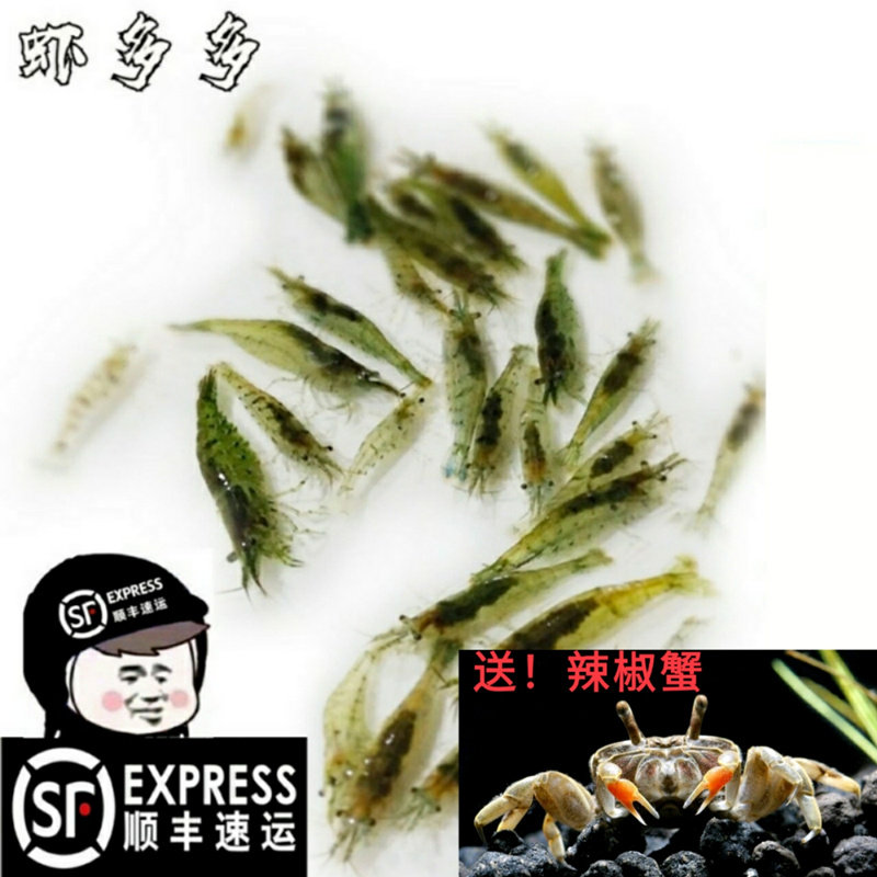 黑壳虾鱼缸水草清洁除藻工具超大观赏米虾宠物活体饲料淡水族造景图片