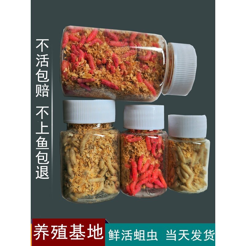 钓鱼活蛆红色蛆虫活体蛆牙大蛆白活饵/谷麦饵等饵料