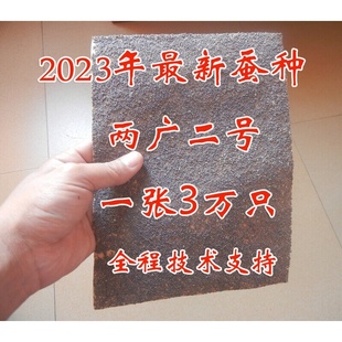 2023年蚕种 两广二号 蚕种 桂蚕 蚕卵 蚕子 白蚕 蚕宝宝 蚕种
