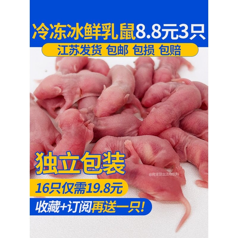 冷冻冰鲜乳鼠小白鼠宠物蛇无菌爬虫饲料