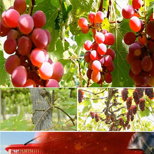 吐鲁番的葡萄熟了配乐成品 新疆歌曲 民族舞蹈背景 led动态视频