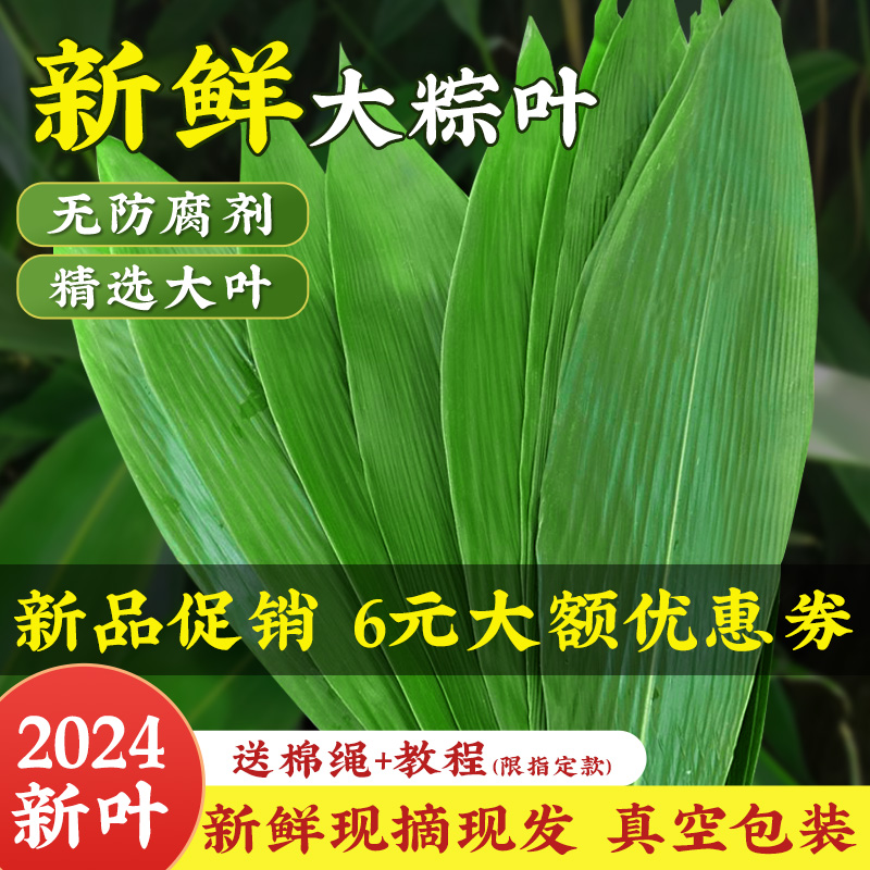 大号粽子叶棕叶新鲜新叶包粽子专用的叶子端午节批发商用干粽叶大