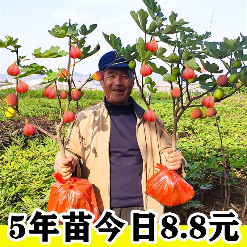 无花果树苗盆栽地栽无花果苗南方北方庭院阳台种植果树苗当年结果