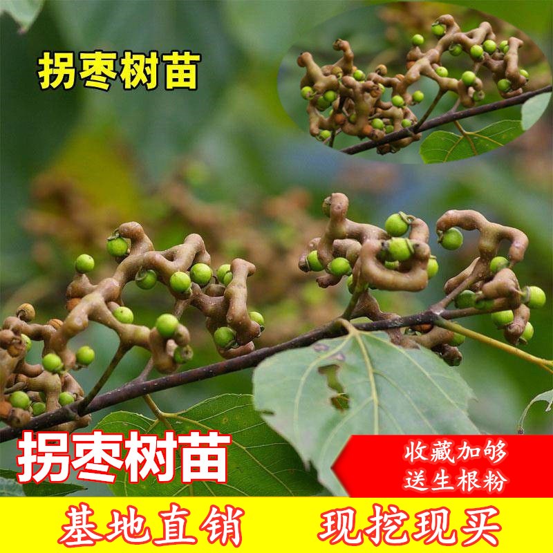 拐枣树苗鸡爪梨树苗万寿果树苗枳椇子蜜蜂蜜源水果苗盆栽地栽