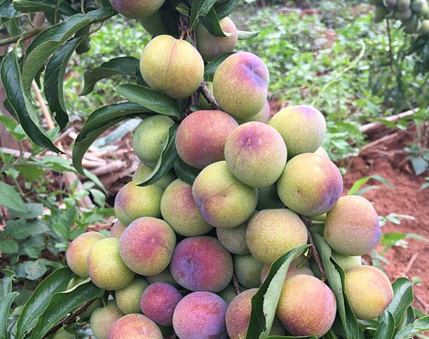 脆红李晚熟半边红脆李嫁接苗空心脱骨李子苗离核茵红李子树苗