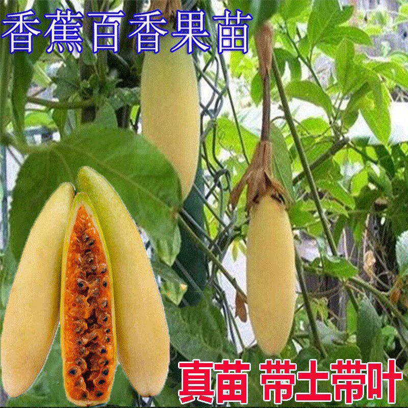 香蕉百香果苗爬藤盆栽鸡蛋果苗满天星黄金百香果树苗当年结果
