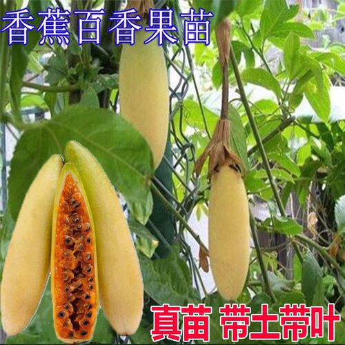 香蕉百香果苗爬藤盆栽鸡蛋果苗满天星黄金百香果树苗当年结果