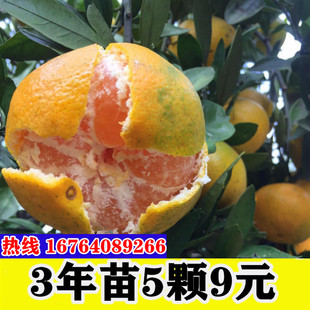 碰柑苗嫁接碰柑苗 柑橘树苗基地直销椪柑 嫁接柑桔苗芦柑苗果树苗