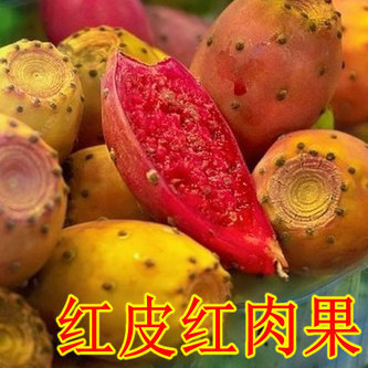食用仙人掌苗盆栽植物火龙果仙人掌果苗 仙人果养生美容果树苗