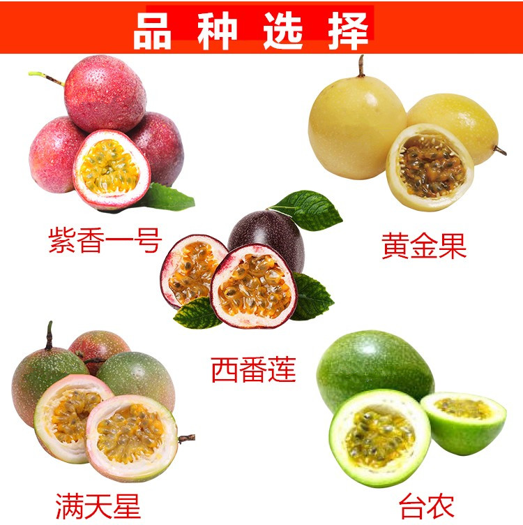 百香果苗果树苗紫香黄金果满天星爬藤四季果苗盆栽地栽当年结果