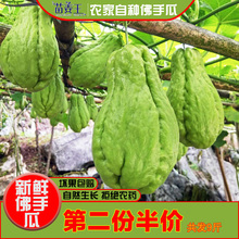 【苗姜王】贵州佛手瓜新鲜高原蔬菜丰收瓜福寿瓜窝瓜农家自种5斤