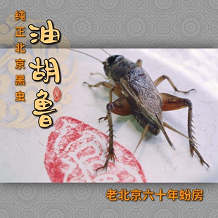 纯正北京黑虫油胡鲁六十年虫房老师傅传统手法原籽配种叫声分类