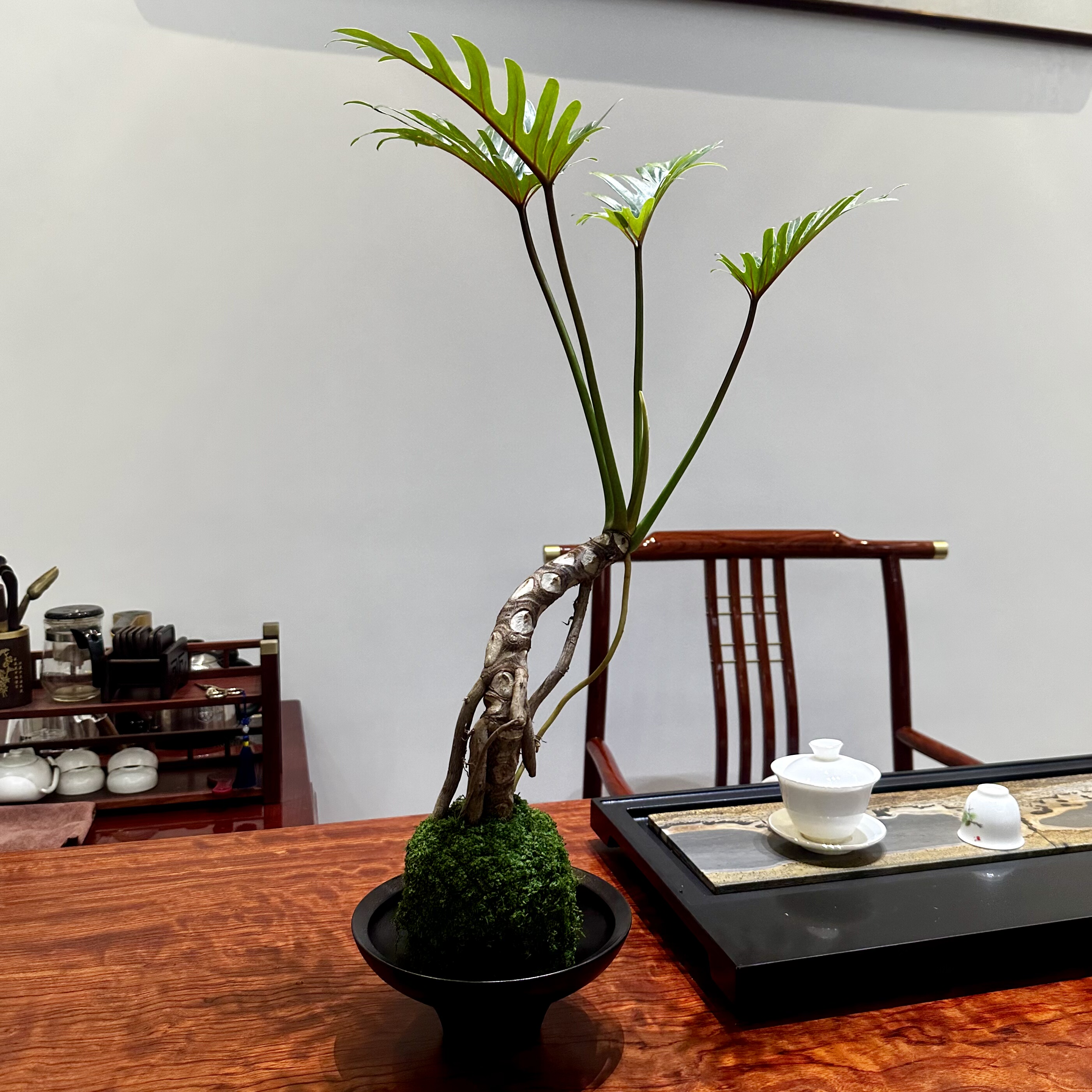 龙鳞小天使苔藓球绿植室内客厅茶间书房好养植物