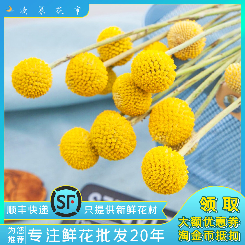 黄金球鼓槌菊鲜花家用婚庆办公室插花新鲜直批包邮北京同城可闪送