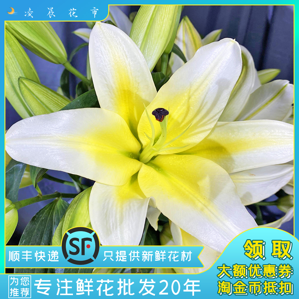 黄百合鲜花水养家用插花办公送礼花束低价直批包邮北京同城可闪送