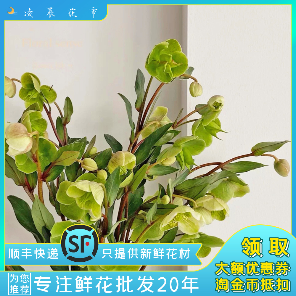 荷兰鲜花菟葵凌晨花市顺丰包邮