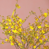 跳舞兰文心兰柠檬黄鲜花水养插花办公花束新鲜 包邮 北京同城可闪送