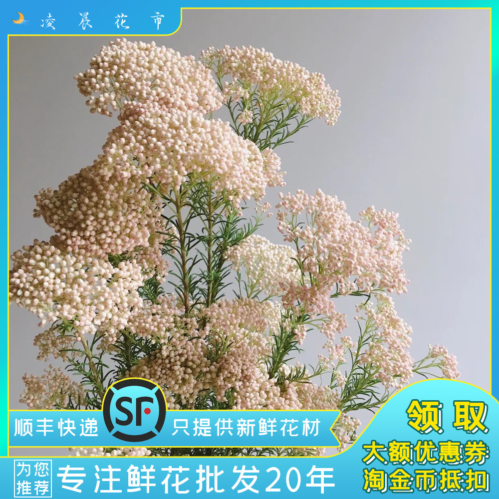凌晨花市10米花家庭办公室可干花