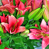 红百合鲜花水养家用插花办公送礼花束新鲜顺丰 北京同城可闪送 包邮