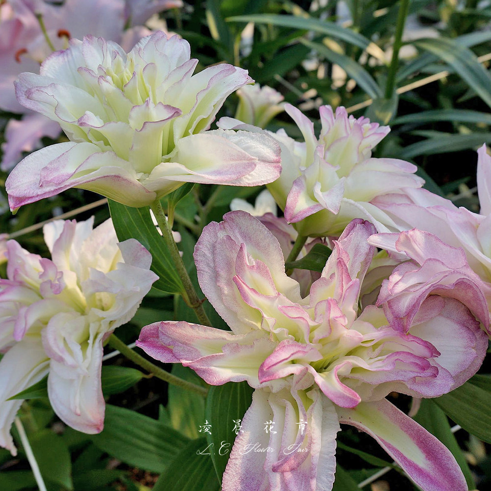 重瓣百合鲜花水养家用插花办公室花束新鲜直批包邮北京同城可闪送