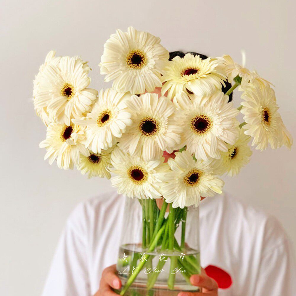 拉丝卷边扶郎非洲菊鲜花居家插花办公室花束低价顺丰包邮北京同城