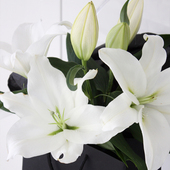 白百合鲜花水养居家插花办公室花束新鲜顺丰 包邮 北京同城支持闪送