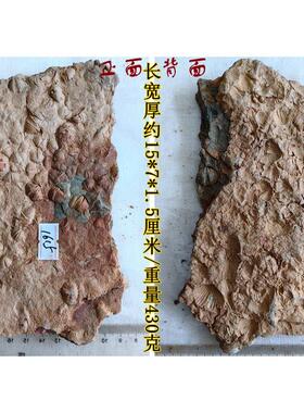 正品群聚共生彩色石燕贝化石摆放石材动物怀旧海洋古生物科普标本