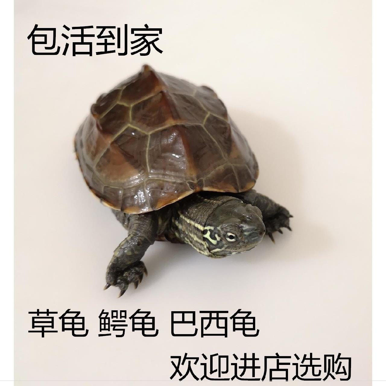 中华草龟小忍者神龟包邮可爱阳台生命力强水养小乌龟活物情侣一对|ruв категории животное/Животное питание и принадлежностей, аквариум мира, черепаха/черепаха - от Buy2taobao.com для оказания профессиональной услуги покупки агента Taobao