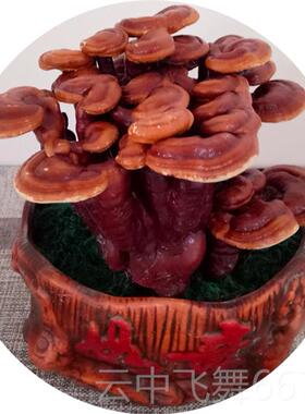 正品灵芝办盆景招财风水摆件公司室老板桌装饰艺品公店铺开工业礼