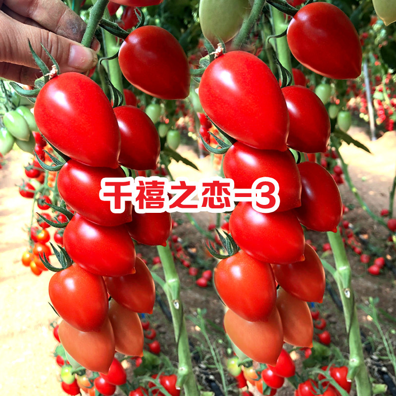 耐裂坐果多小番茄种子红千禧图片