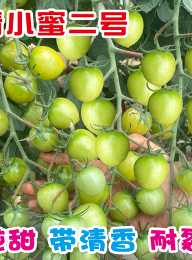 超甜圣女果种子绿色小番茄种籽小绿柿子苗秧四季青小蜜二号柿子籽