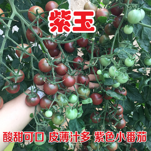 紫色小番茄种子秧苗咖啡色圣女果