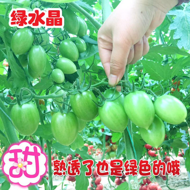 千禧小番茄种子绿超甜圣女果种籽贼不偷小柿子种孑露天四季绿水晶图片