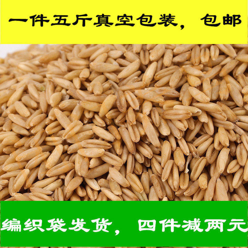 东北精选带壳燕麦鸟食鸟粮雀麦燕麦仁虎皮牡丹玄风鹦鹉五斤包邮