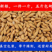 水稻带壳大米盘锦水稻鹦鹉零食仓鼠东北特产500克五斤 无公害 包邮