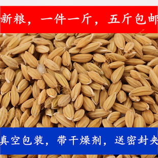 水稻带壳大米盘锦水稻鹦鹉零食仓鼠东北特产500克五斤包邮无公害