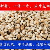 25年红花子白瓜子仓鼠鹦鹉食1斤价格五斤 包邮 中型鹦鹉辅食零食