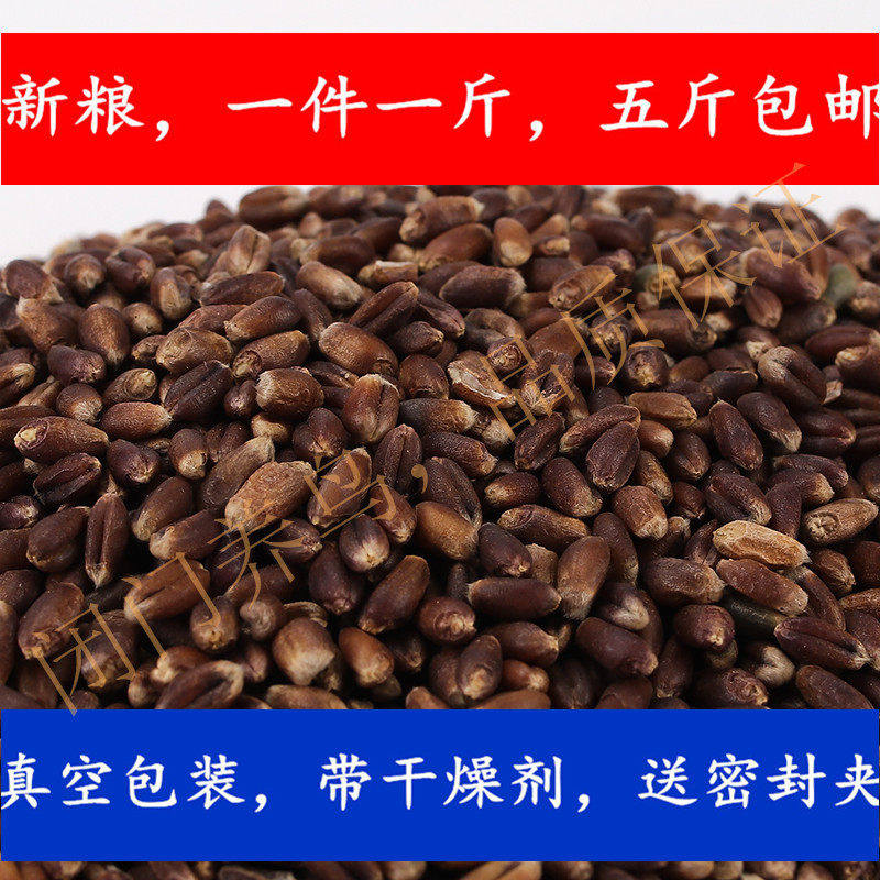 富硒黑麦 黑麦仁五谷杂粮黑小麦草种子500克新货精品鸟粮五斤包邮