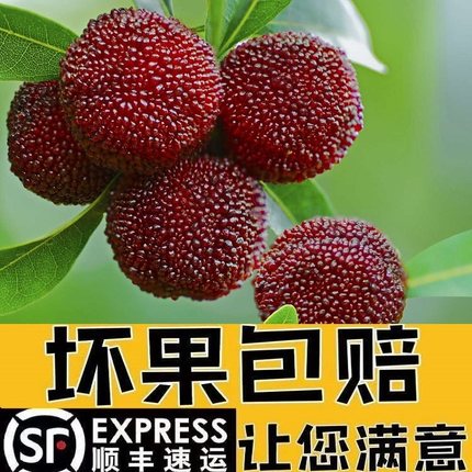 东魁杨梅正宗仙居特产鲜含箱10斤装当季新鲜水果现摘现发冷链直达