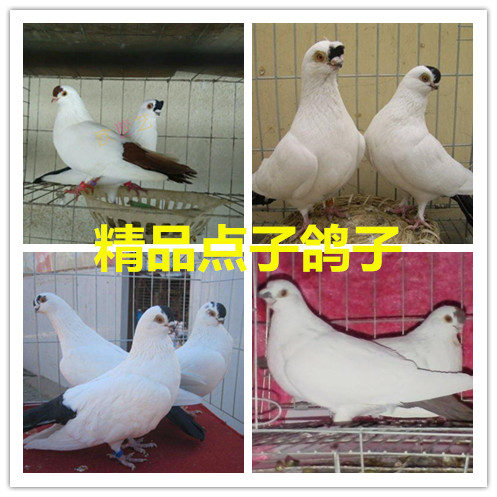 观赏鸽 鸽子活体 一对 观赏鸽子 淑女 北京点子天津点子元宝 点子
