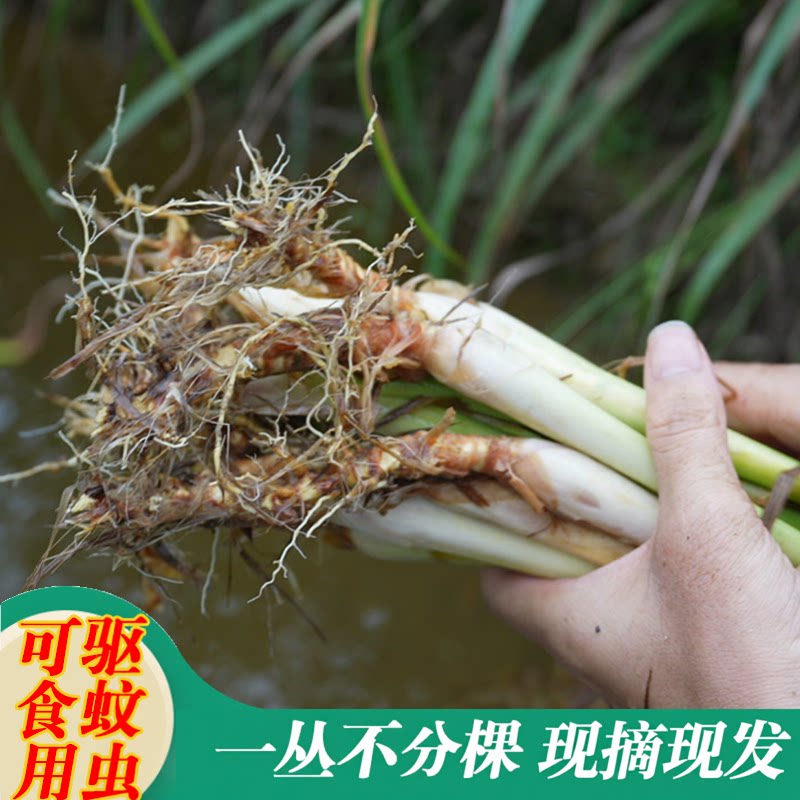 正宗香茅草苗柠檬草种苗驱蚊草苗盆栽泰国冬阴功可食用香茅苗庭院
