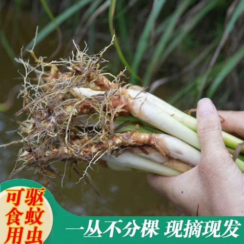 正宗香茅草苗柠檬草种苗驱蚊草苗盆栽泰国冬阴功可食用香茅苗庭院
