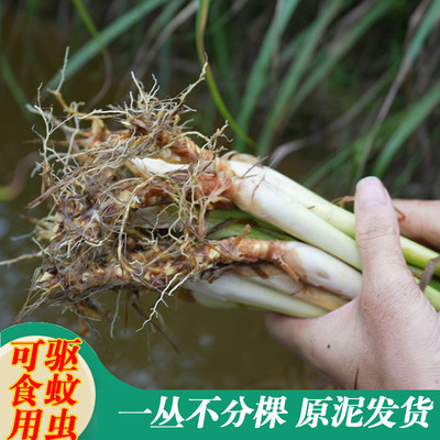 正宗香茅草苗柠檬草种苗驱蚊草苗盆栽泰国冬阴功可食用香茅苗庭院