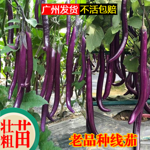线茄子苗老品种高产茄子秧苗穴土盆栽紫长茄白青茄杭茄蔬菜苗幼苗