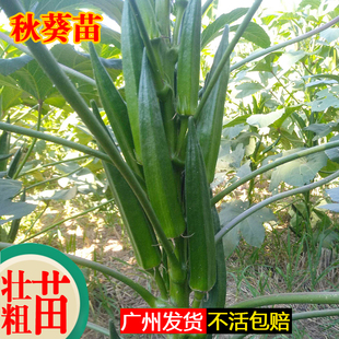 秋葵苗秧苗广东耐高温水果秋黄葵苗黑冬瓜苗早熟高产带土广州发货
