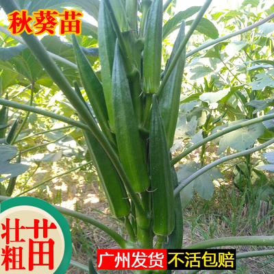 秋葵苗秧苗广东耐高温水果秋黄葵苗黑冬瓜苗早熟高产带土广州发货