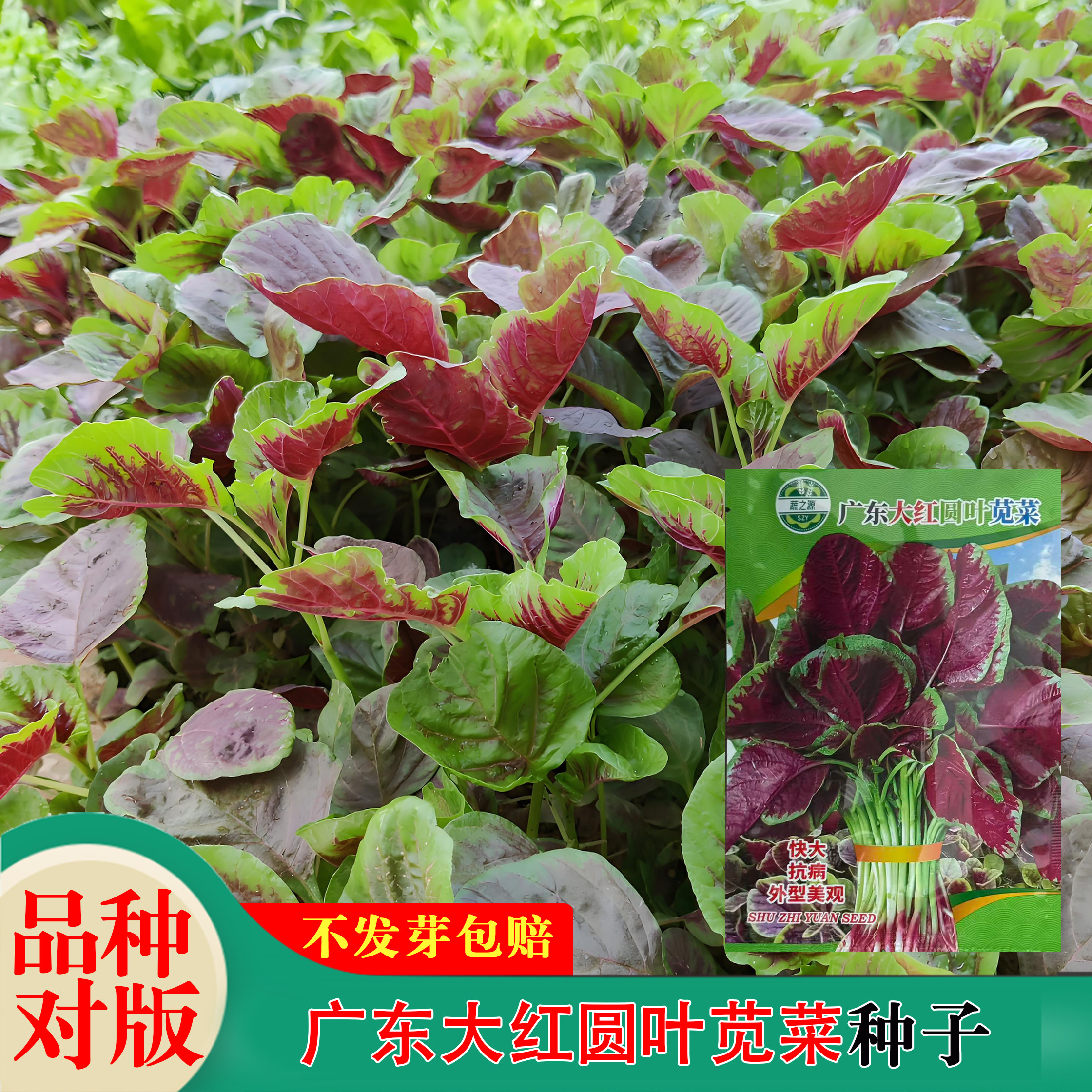 广东苋菜种子大全老品种菜籽大红圆叶苋菜一点红农家蔬菜四季可种