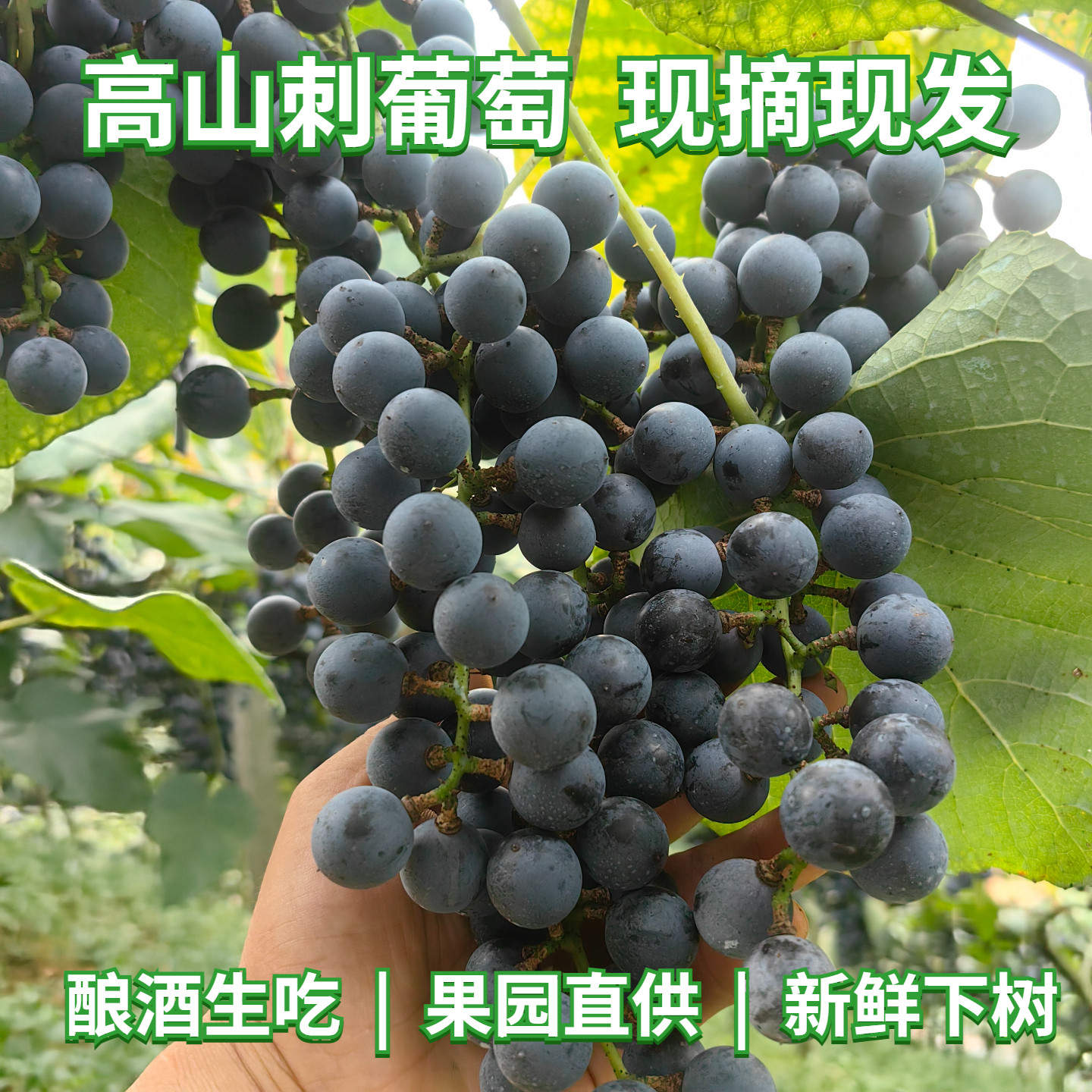 【高山新鲜刺葡萄】现摘黑葡萄可鲜食酿酒应季水果湘珍珠紫黑葡萄